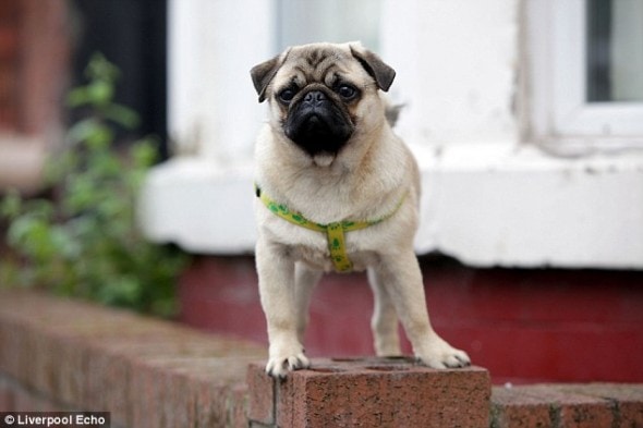 1407187049699_wps_2_Simba_the_pug_puppy_who_w