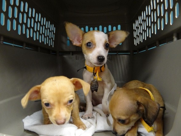 Some of the 39 dogs saved by HSMO. Photo Credit: Humane Society of Missouri