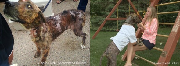 Coen when rescued (left) and now.