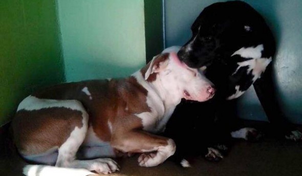 This image of the bonded pair might just help save their lives. Photo Credit: Facebook