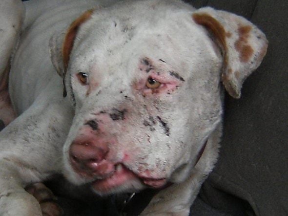 8.12.14 - Memphis Police Offer Cash Reward for Info in Dog Fighting Investigation