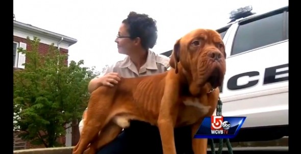 8.14.14 - Dog 75 Pounds Underweight Gets Rescued1