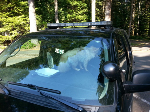 8.14.14 - Marion County Sheriff’s Deputy Saves Dog Left in Hot Car