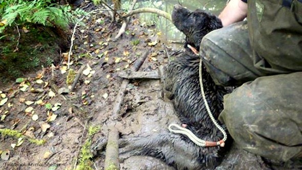 8.17.14 - Dog Rescued After Spending Three Days Stuck in Mud1