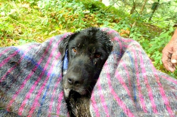 8.17.14 - Dog Rescued After Spending Three Days Stuck in Mud2