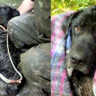 8.17.14 Dog Rescued After Spending Three Days Stuck in Mud5