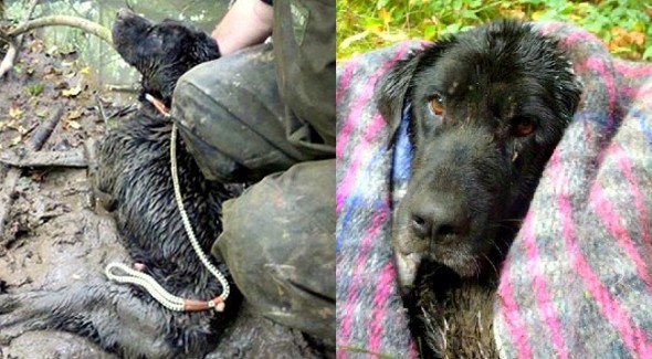 8.17.14 - Dog Rescued After Spending Three Days Stuck in Mud5