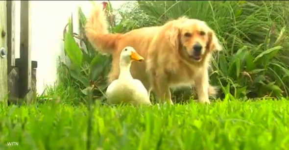 https://www.lifewithdogs.tv/wp-content/uploads/2014/08/8.2.14-Dog-and-Duck-Are-Best-Friends-590x306.jpg