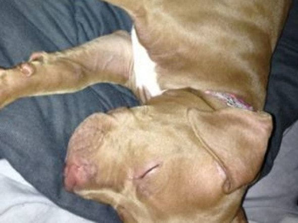 8.20.14 - Couple Searching for Stolen Pit Bull Puppy