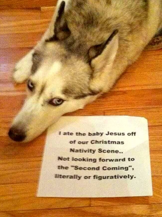 14 of the Funniest Dog Shaming Photos Ever LIFE WITH DOGS