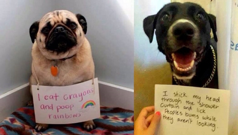 Adopted Dog Misbehaving Adopted Dog Misbehaving