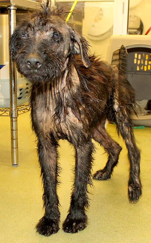 Is Motor Oil Harmful To Dogs