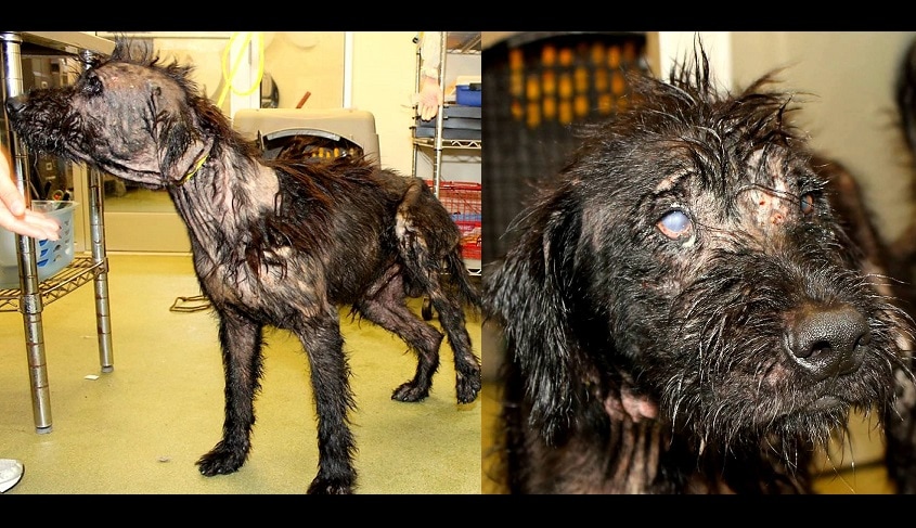 Mangy, Motor Oil-Coated Dog Rescued & Recovering