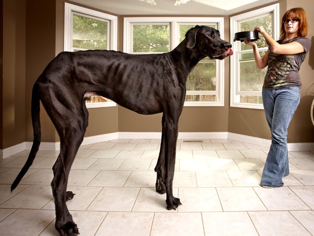 largest mastiff on record