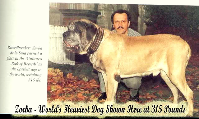 what is the heaviest dog