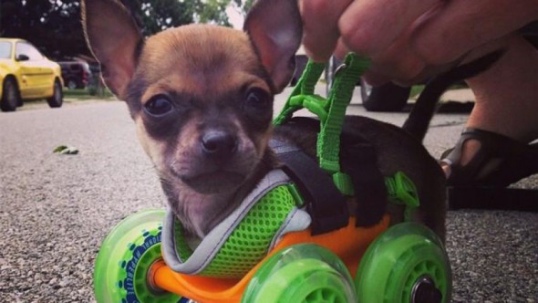 8.25.14 - Puppy Born Without Front Legs Gets 3D Printed Wheel Chair