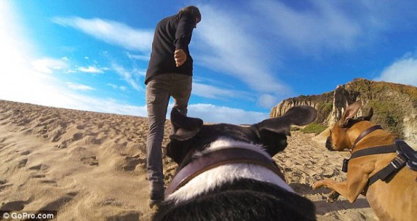 8.26.14 - The GoPro Fetch is giving a Whole New Meaning to Dog2