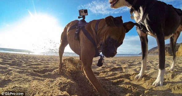 8.26.14 - The GoPro Fetch is giving a Whole New Meaning to Dog3