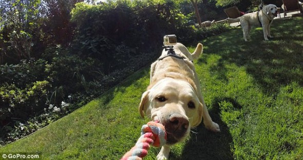 8.26.14 - The GoPro Fetch is giving a Whole New Meaning to Dog4