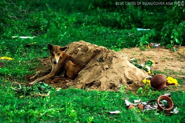8.29.14 - Indian Dog Guards Burial Site for 15 Days4