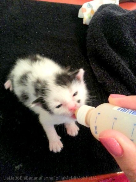 8.3.14 - Puppy Saves Kitten Being Eaten Alive by Parasites2