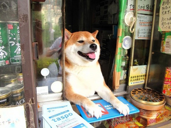 8.4.14 - Dog Helps Owners run Corner Store in Japan1