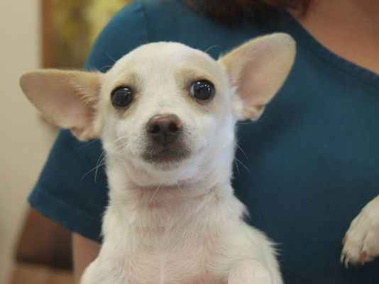 8.5.14 - Chihuahua Stolen During Adoption Event