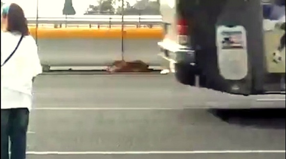 8.6.14 - Woman Risks Life to Save Injured Dog on Mexican Highway0
