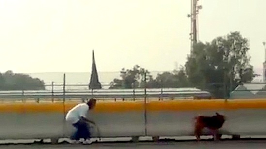 8.6.14 - Woman Risks Life to Save Injured Dog on Mexican Highway1