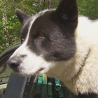 8.7.14 Dog Helps Relocate 200 Pound Bear in Sumner Washington1