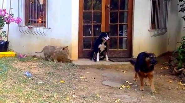 8.7.14 - Sneaking Lion Gives Dog a Fright