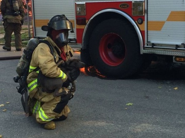 Firefighter Jeremy Yonan saves the dog.