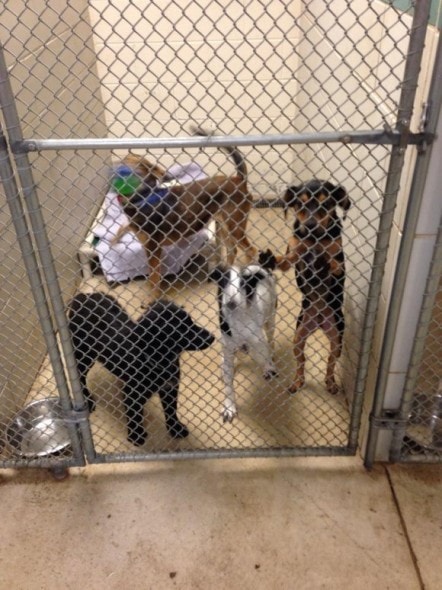 9.1.14 - Puppy Pipeline Pups All Adopted Within One Hour of Arrival at Rescue Shelter5