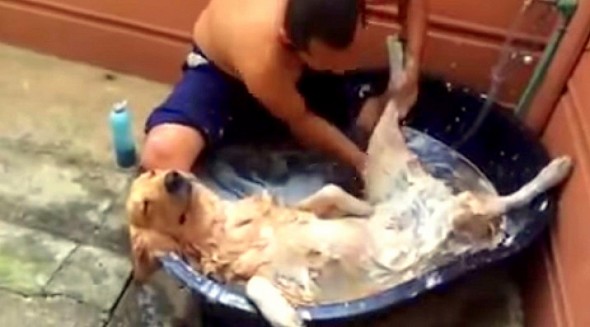 9.10.14 - No One Loves Spa Treatments as Much as This Dog1