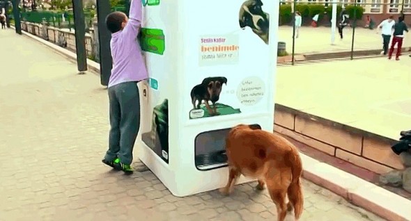 9.10.14 - Recycling Program Helps Feed Istanbul's Street Dogs1