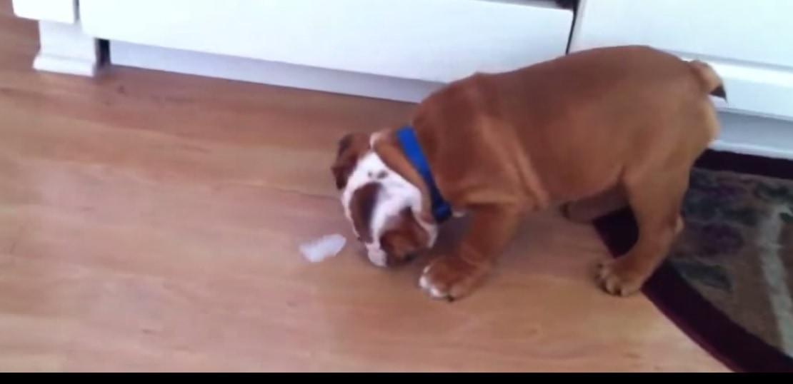 Puppy Shows Us How to Have a Good Time with Ice Cubes LIFE WITH DOGS