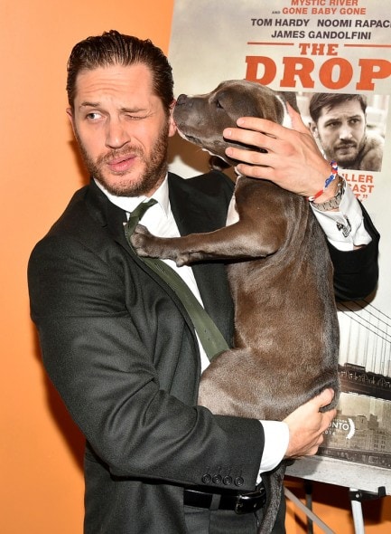 9.11.14 - Tom Hardy Cozies Up with Co-Star at The Drop Premiere2