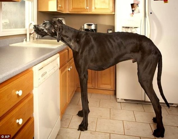 9.11.14 - World's Tallest Dog Dies1