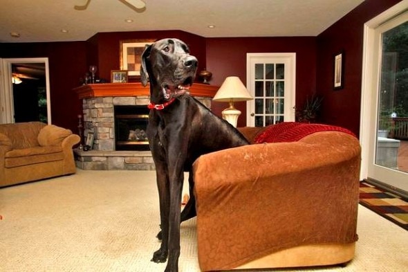 9.11.14 - World's Tallest Dog Dies4