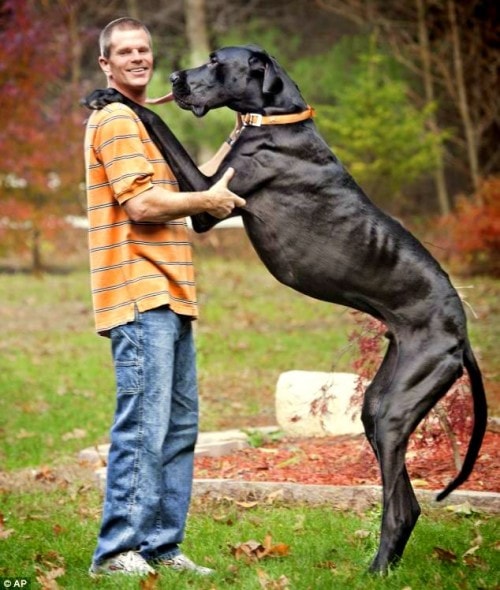 9.11.14 - World's Tallest Dog Dies5