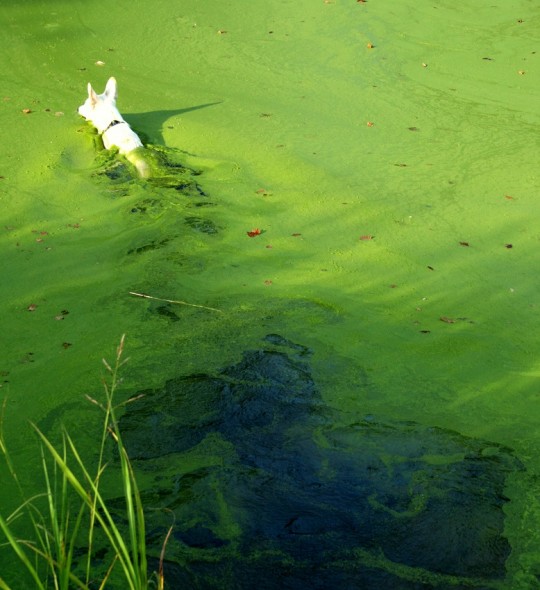 9.12.14 - Blue-Green Algae Causing Dog Deaths4