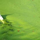 9.12.14 Blue Green Algae Causing Dog Deaths5