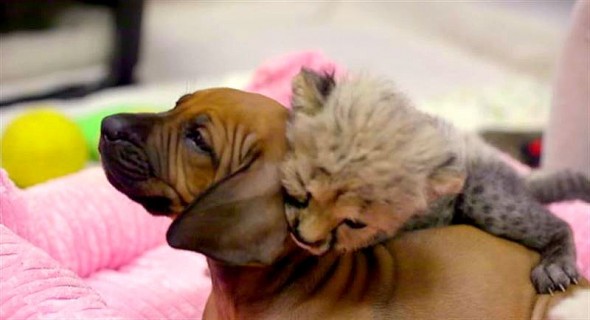 Raina the dog and Ruuxa the cheetah met when they were only a few weeks old, and their friendship is still going strong.