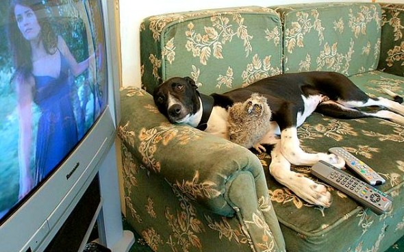 Torque the Greyhound and Shrek the owlet love watching TV together.