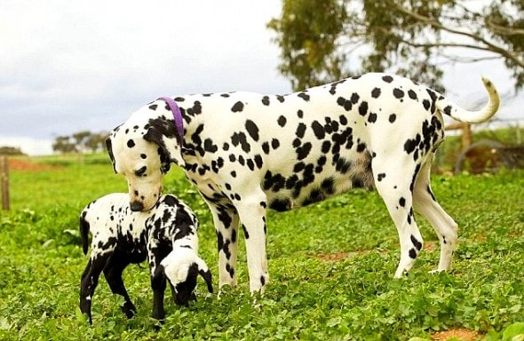 An orphaned lamb found a new parent with this Dalmatian… who could tell it was adopted?
