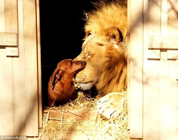 Bonedigger and Milo share everything together – naps, food, and teeth-cleaning duties!