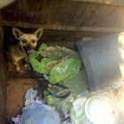 9.13.14 Dog Left in Dumpster in California is Rescued1
