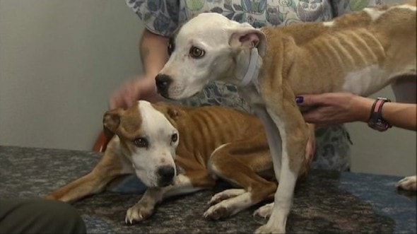 Pocket with her brother when they were rescued