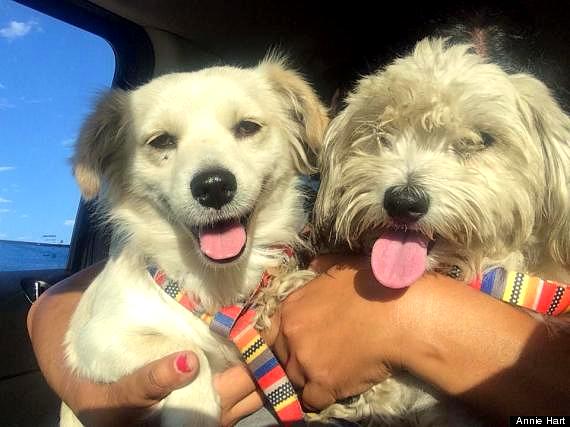 9.18.14 - Bonded Dogs Get Rescued1