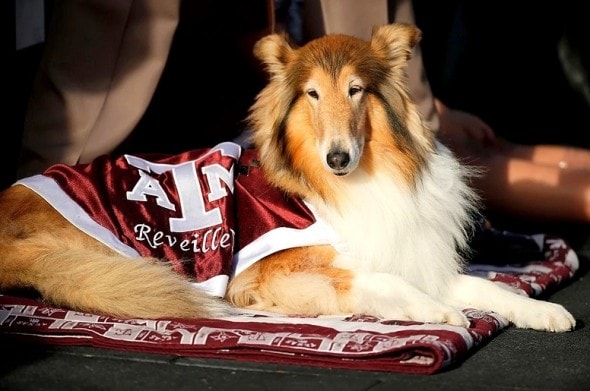 9.21.14 - Cadet Saves Football Mascot Dog from Getting Trampled1